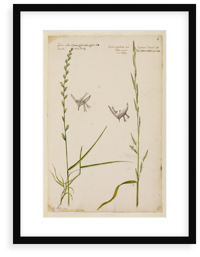 Darnel and flote grass by Richard Waller