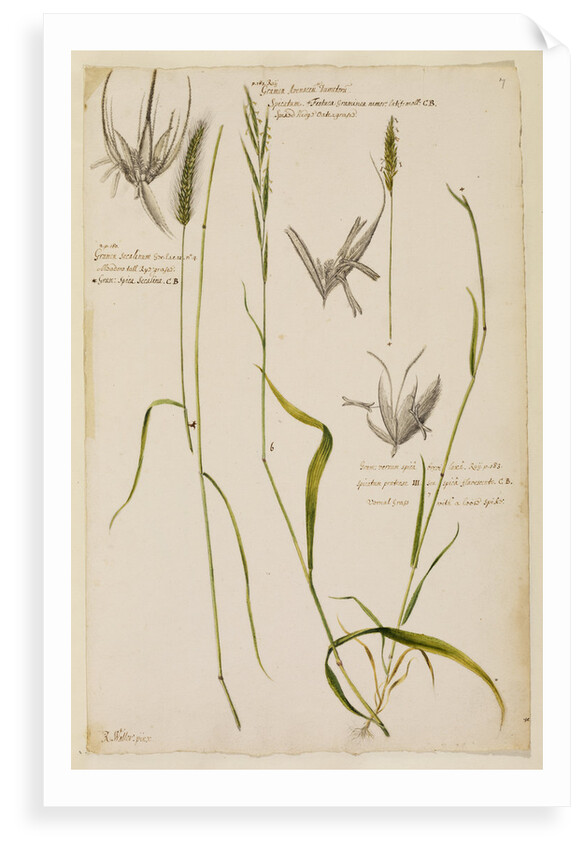 Meadow tall rye grass, spiked hedge oat grass and vernal grass by Richard Waller