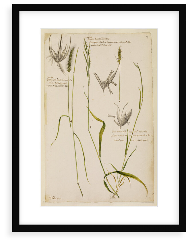 Meadow tall rye grass, spiked hedge oat grass and vernal grass by Richard Waller
