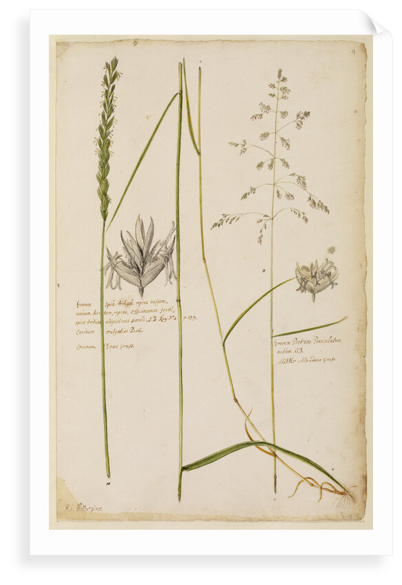 Common dog's grass and middle meadow grass by Richard Waller