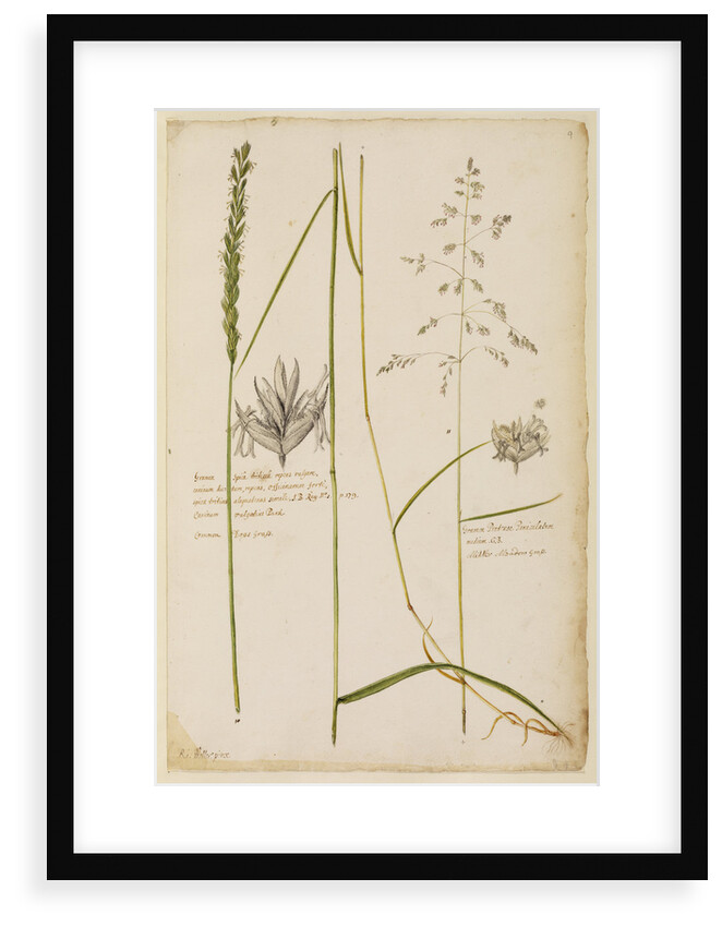 Common dog's grass and middle meadow grass by Richard Waller