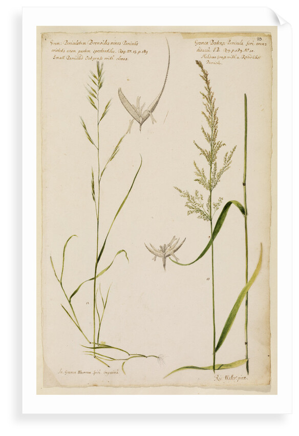 Small panicled oat grass and meadow grass with reed-like panicle by Richard Waller