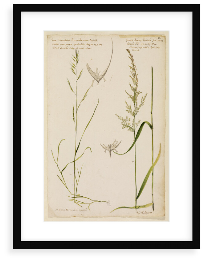 Small panicled oat grass and meadow grass with reed-like panicle by Richard Waller