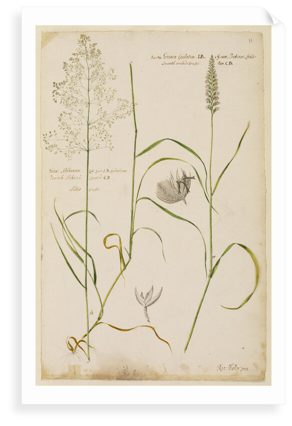 Millet grass and smooth crested grass by Richard Waller