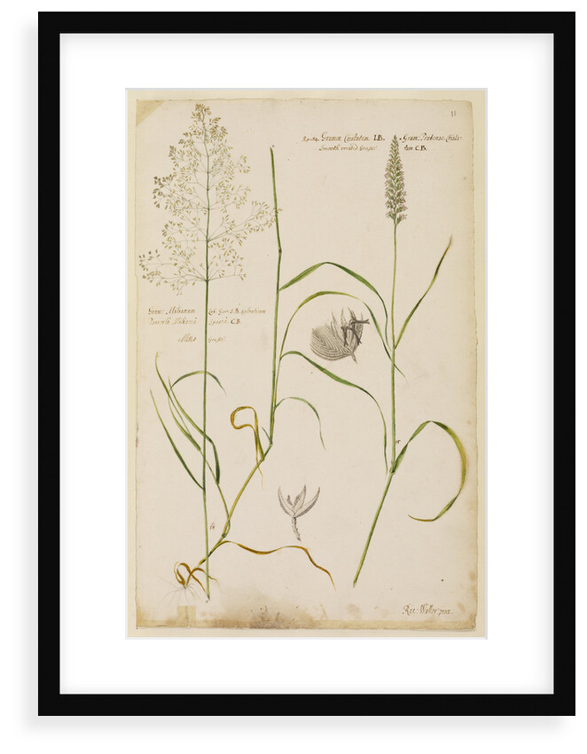 Millet grass and smooth crested grass by Richard Waller