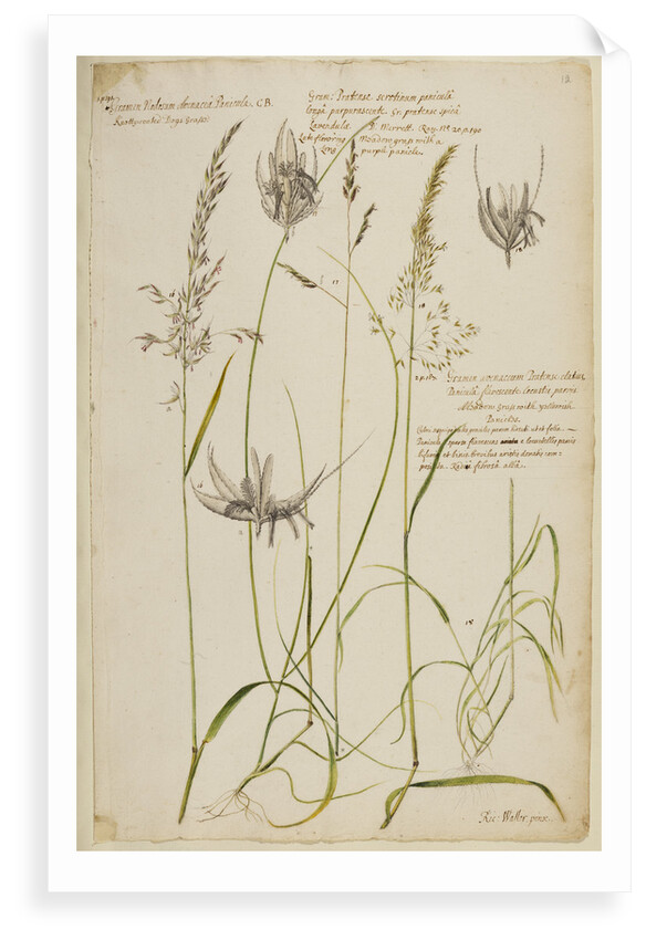 Knotty-rooted dog's grass and meadow grass by Richard Waller