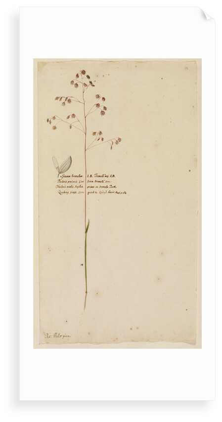 Quaking grass or Lady's hair by Richard Waller