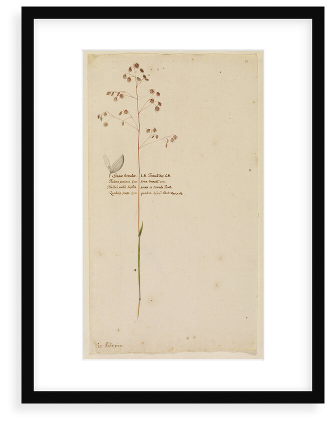 Quaking grass or Lady's hair by Richard Waller