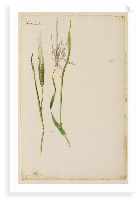 Barley by Richard Waller