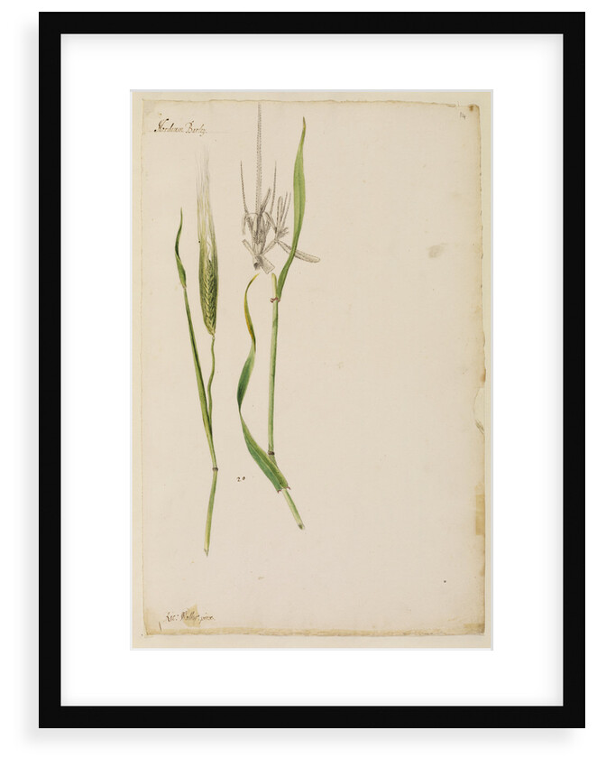 Barley by Richard Waller