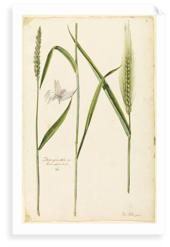 White wheat by Richard Waller