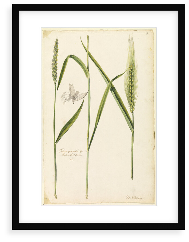 White wheat by Richard Waller