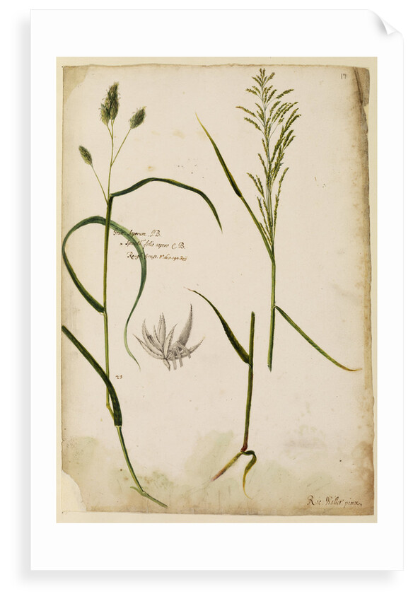Rough grass by Richard Waller
