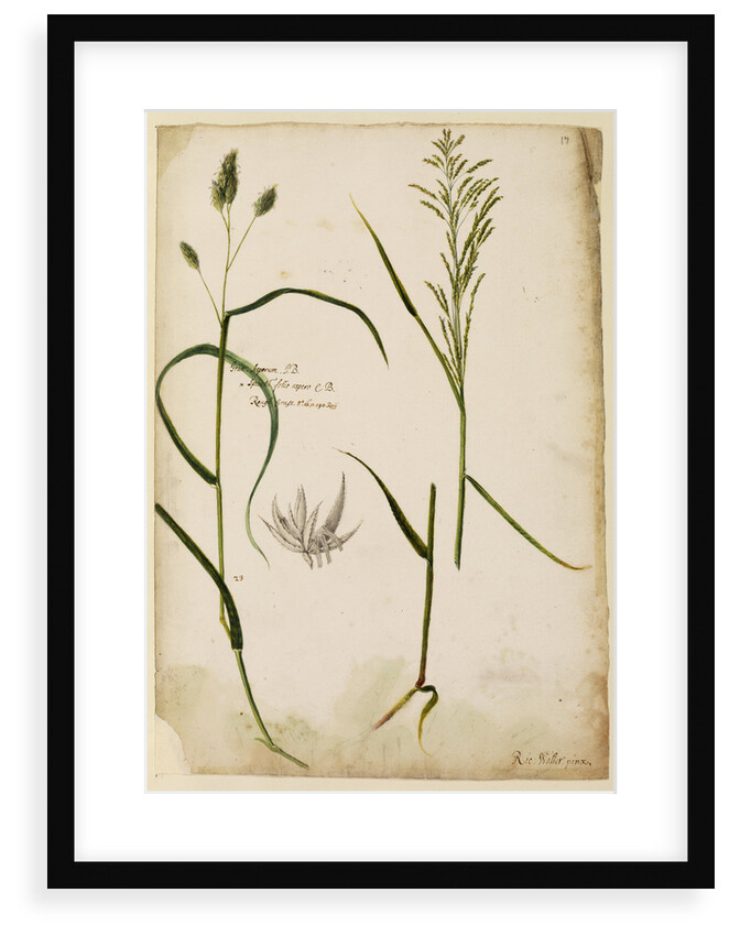 Rough grass by Richard Waller