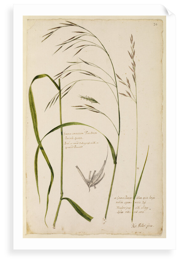 Bush or wood oat grass and meadow grass by Richard Waller