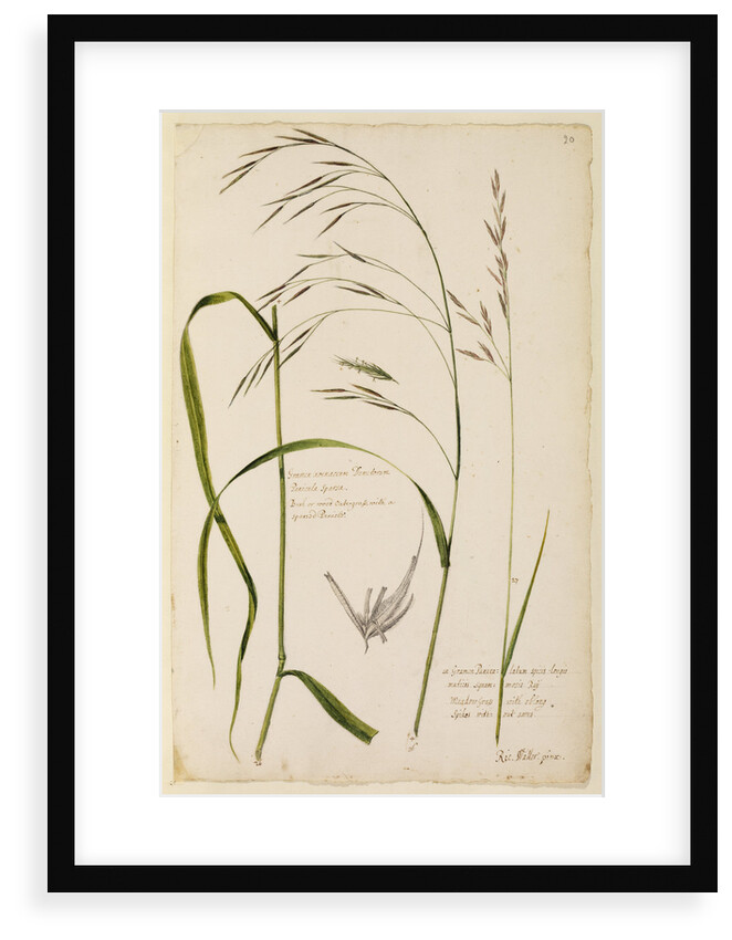 Bush or wood oat grass and meadow grass by Richard Waller