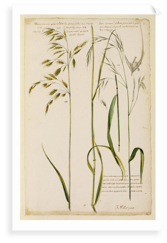 Oat grass with smooth spikes & sparsed panicles by Richard Waller