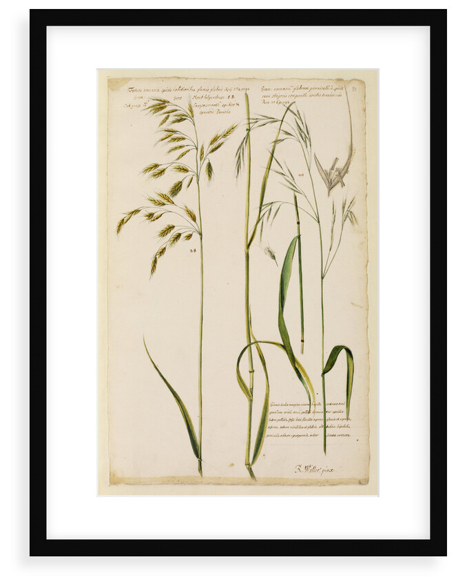 Oat grass with smooth spikes & sparsed panicles by Richard Waller