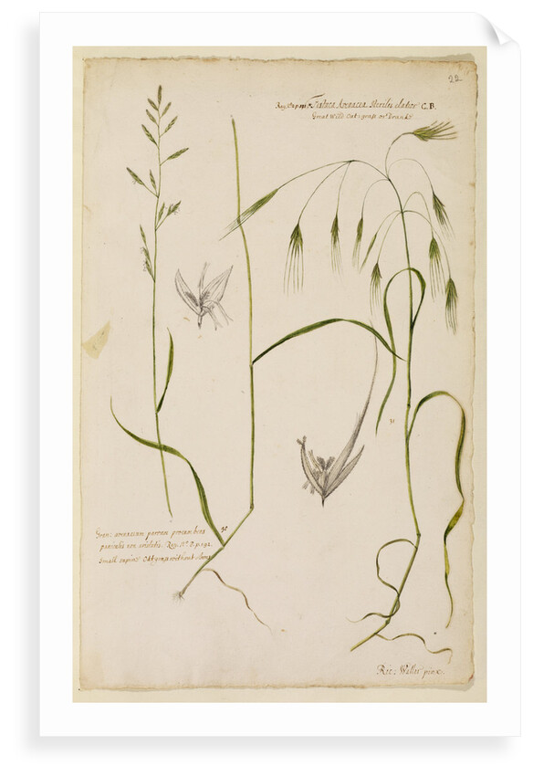 Small supine oat grass and great wild oat grass by Richard Waller