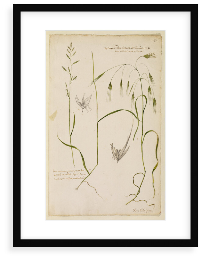 Small supine oat grass and great wild oat grass by Richard Waller