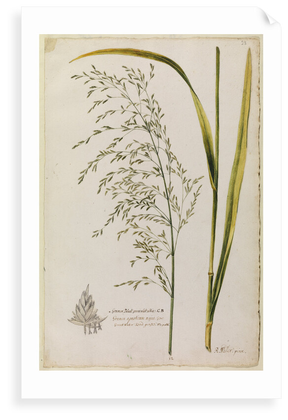Great water reed grass by Richard Waller