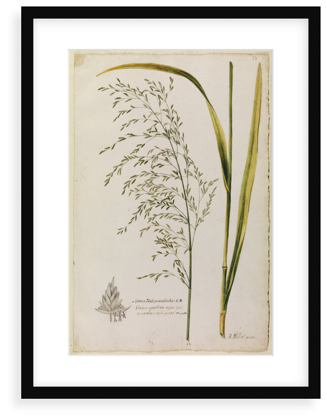 Great water reed grass by Richard Waller