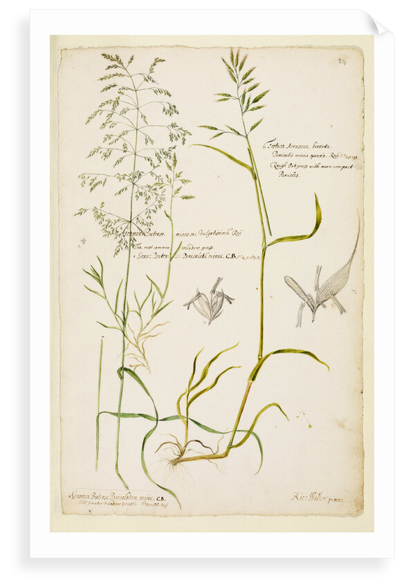 Greater meadow grass, common meadow grass and rough oat grass by Richard Waller