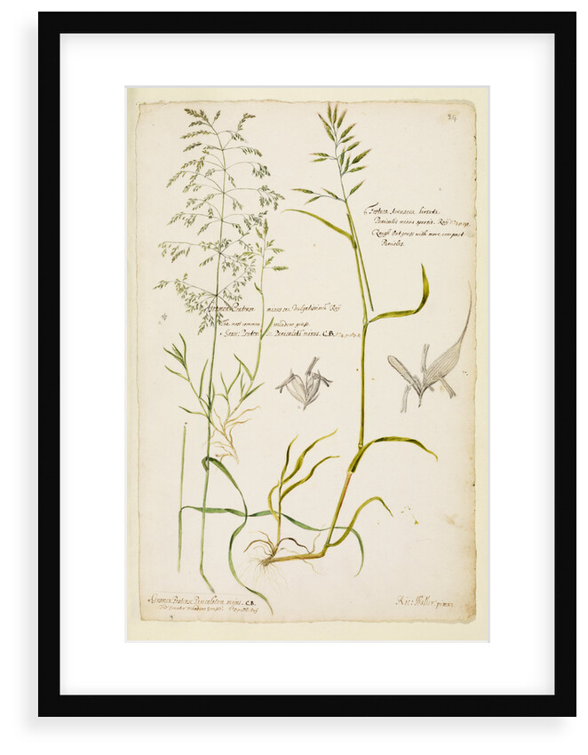 Greater meadow grass, common meadow grass and rough oat grass by Richard Waller