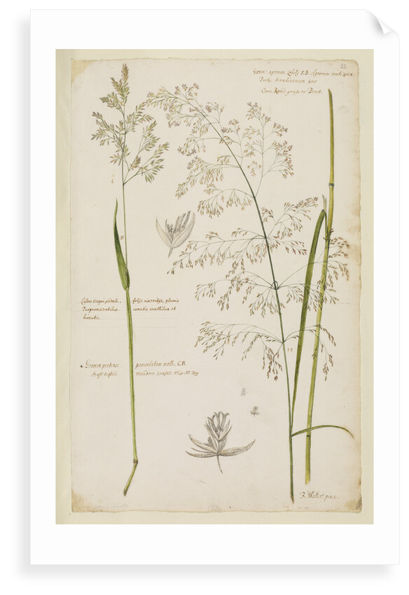 Soft tufted meadow grass and corn reed grass by Richard Waller