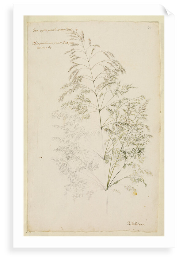 Fair panicled corn grass, or bent grass by Richard Waller