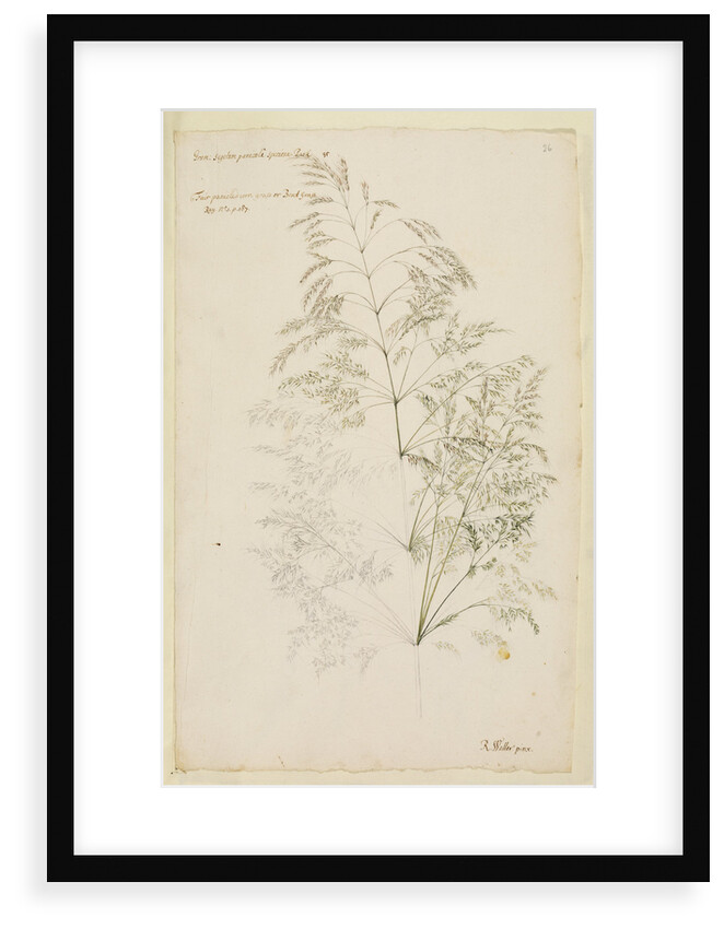 Fair panicled corn grass, or bent grass by Richard Waller