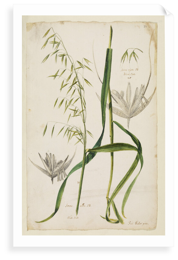 White and black oats by Richard Waller