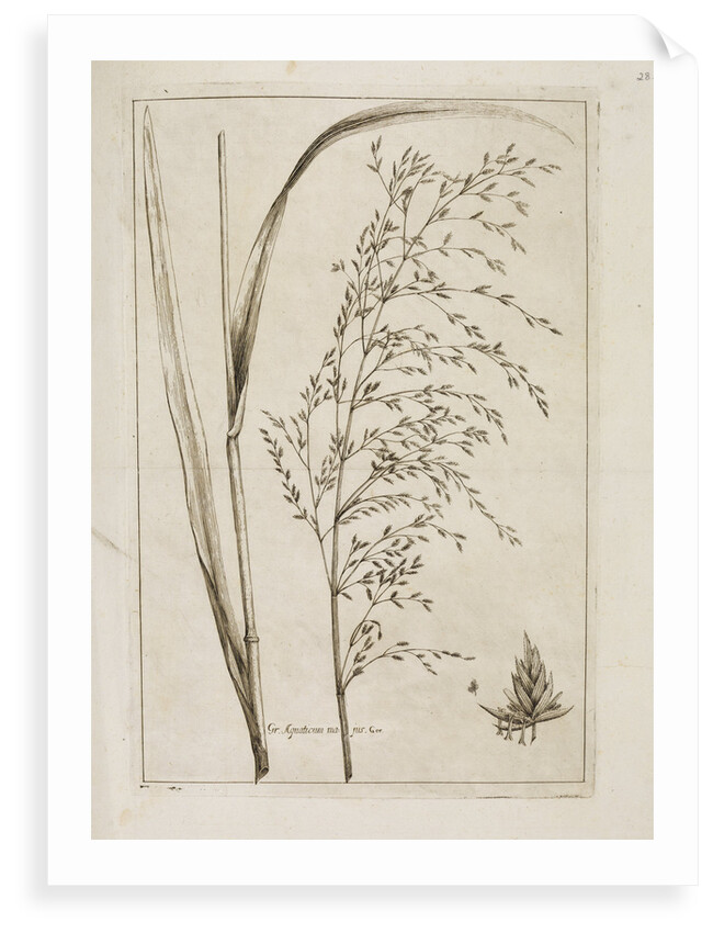 Reed or water meadow grass by Richard Waller