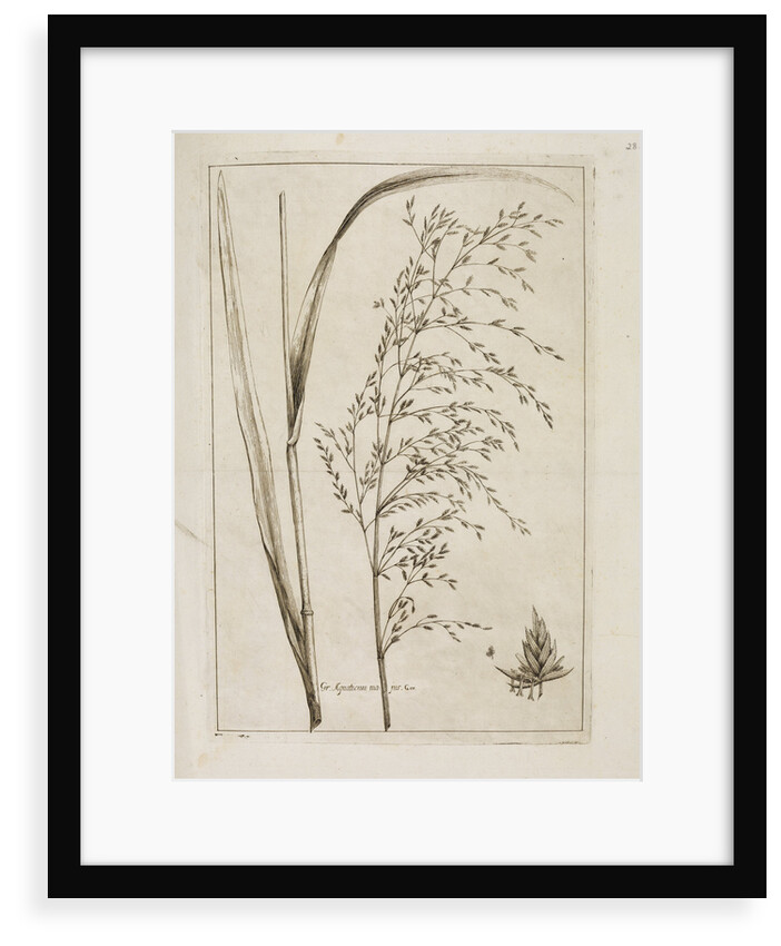 Reed or water meadow grass by Richard Waller
