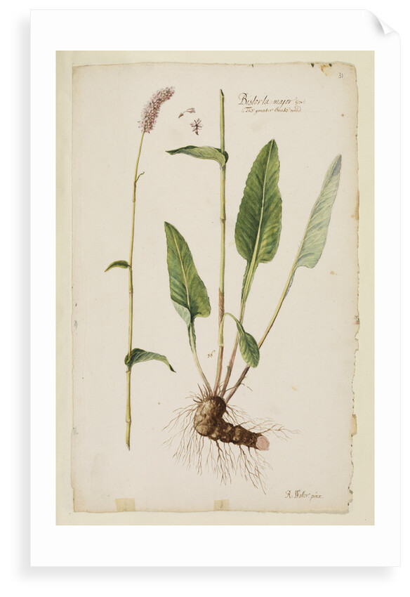 Greater snake weed by Richard Waller
