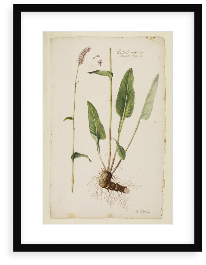 Greater snake weed by Richard Waller