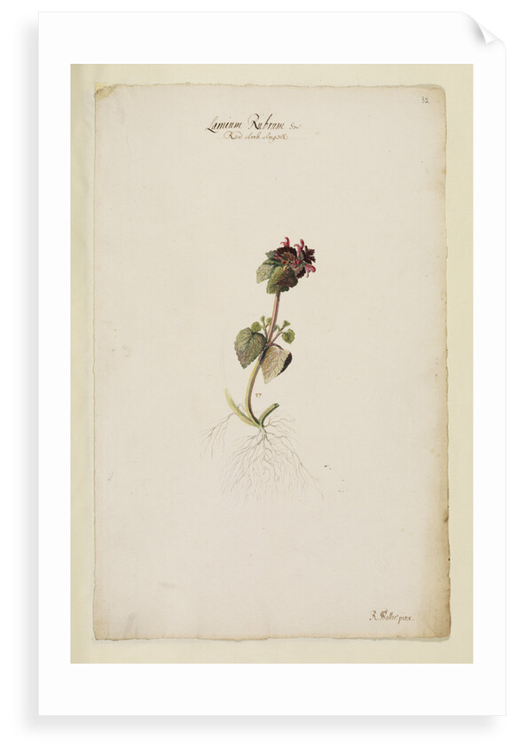 Red archangel or dead nettle by Richard Waller