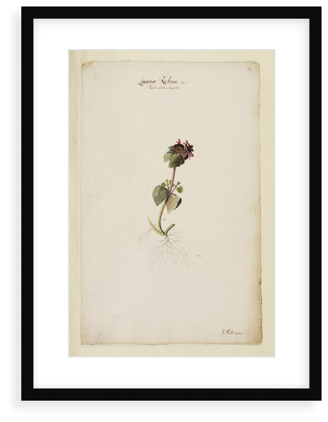 Red archangel or dead nettle by Richard Waller