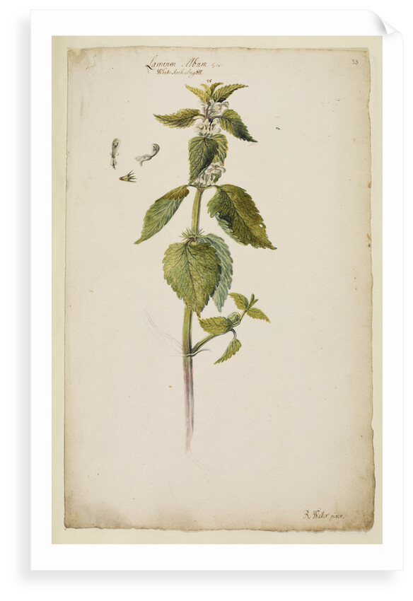 White archangel or dead nettle by Richard Waller