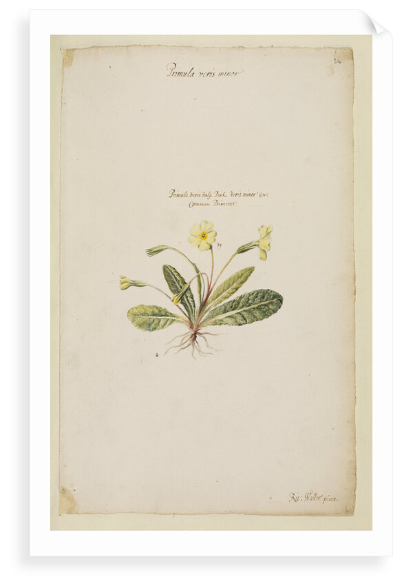 Common primrose by Richard Waller