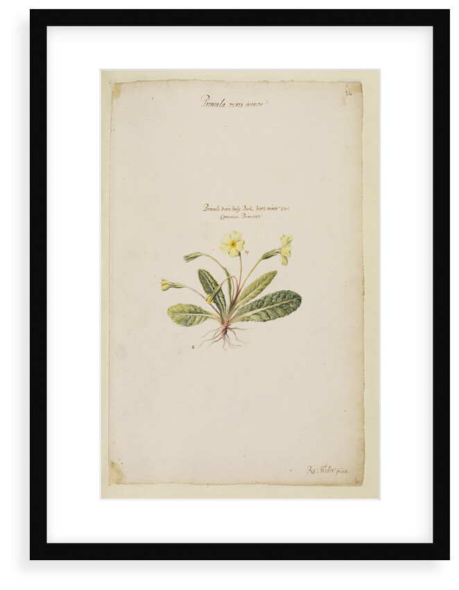 Common primrose by Richard Waller