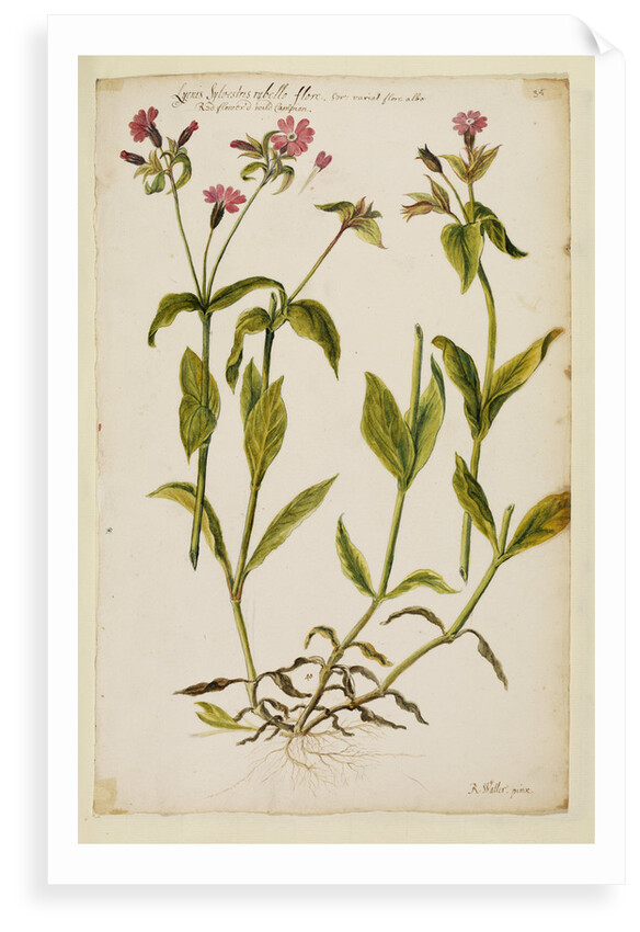 Red flowered wild campion by Richard Waller