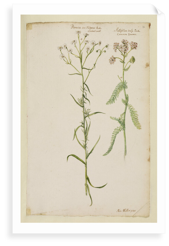 Sneezewort and common yarrow by Richard Waller