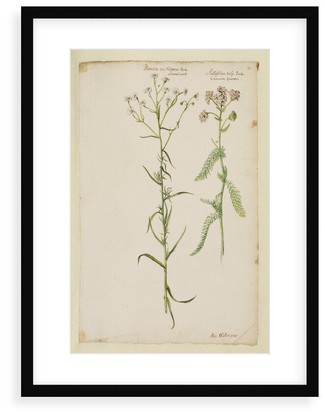 Sneezewort and common yarrow by Richard Waller
