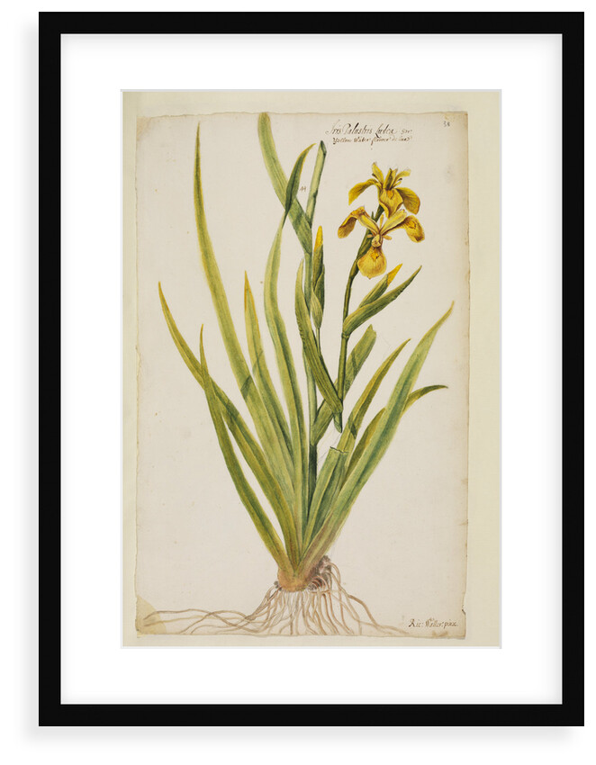 Yellow flag iris by Richard Waller