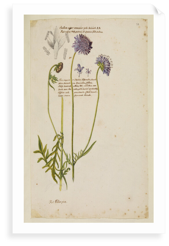 Common field scabious by Richard Waller