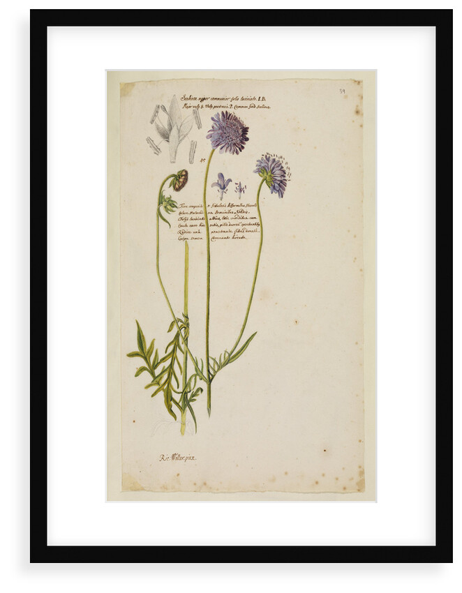 Common field scabious by Richard Waller