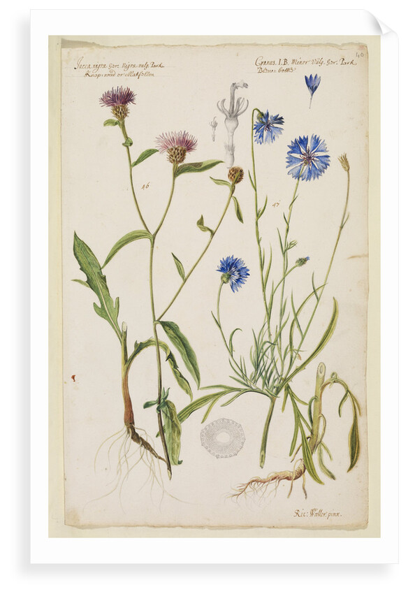 Knap-weed or matfelon and cornflower or bluebottle by Richard Waller