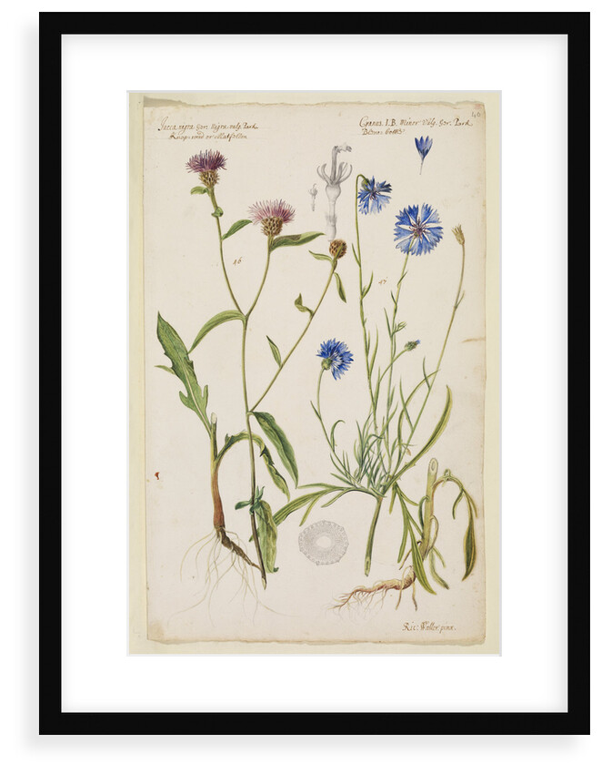 Knap-weed or matfelon and cornflower or bluebottle by Richard Waller
