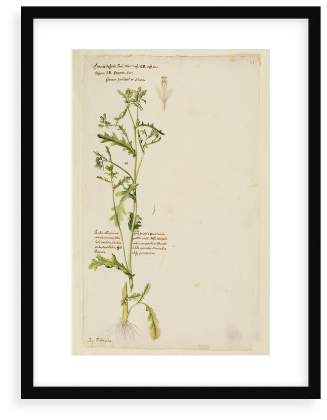 Common groundsel or simson by Richard Waller